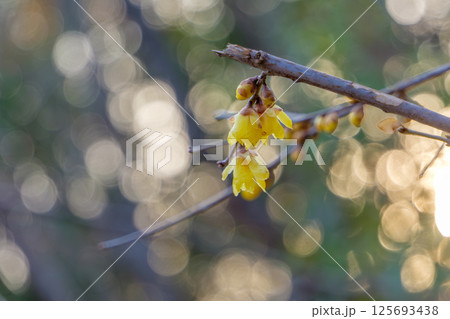 冬の日差しに照らされる蝋梅の花 125693438