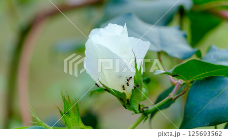 白く可憐な綿花のつぼみと虫たちの共存 125693562