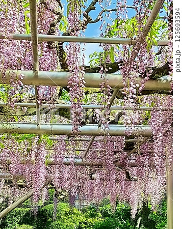 満開の林泉寺の藤 満開の林泉寺の藤 125693594