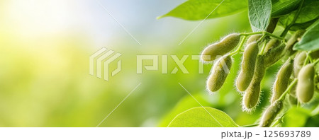 Soybean Plants Growing in Rows Under Bright Blue Sky 125693789