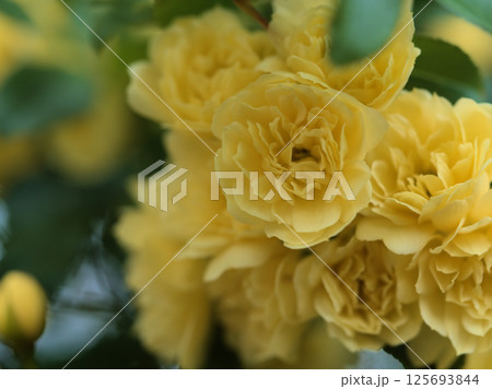 4月に咲いた黄色くて美しい木香薔薇(モッコウバラ) 4月に咲いた黄色くて美しい木香薔薇(モッコウバラ) 125693844