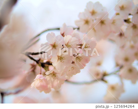 4月に咲いた美しいサクラ「神代曙（ジンダイアケボノ）」 125694264