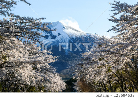 岩手県八幡平市岩手山の麓の桜並木 北国の春の絶景 岩手県八幡平市岩手山の麓の桜並木 北国の春の絶景 125694638
