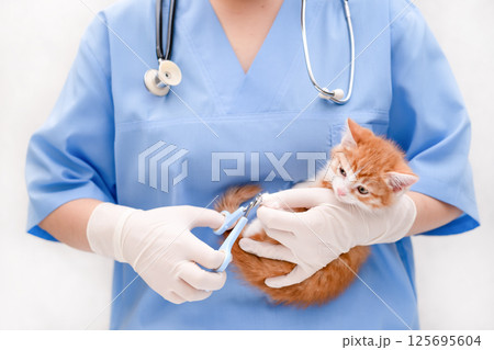 A veterinarian trims the claws of a small kitten 125695604