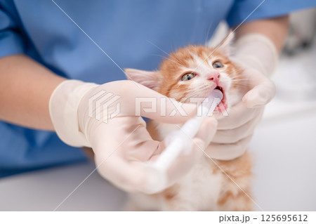 veterinarian examining the teeth of a small kitten veterinarian examining the teeth of a small kitten 125695612
