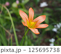 ホメリア 125695738