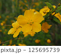 ヤマブキ 125695739