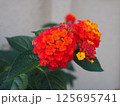ランタナ 125695741