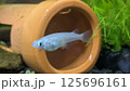 卵を持ったメダカ 125696161