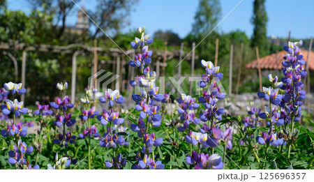 A vibrant field of blooming blue and purple lupine flowers under a clear blue sky in a rustic garden setting 125696357