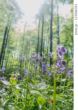 Stunning and Beautiful Purple Flowers Flourishing in a Lush Green Forest Environment Stunning and Beautiful Purple Flowers Flourishing in a Lush Green Forest Environment 125696361