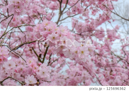 The Beautiful Blooming Cherry Blossoms Gracefully Flourish in the Enchanting Spring Season The Beautiful Blooming Cherry Blossoms Gracefully Flourish in the Enchanting Spring Season 125696362