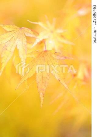 帯石観音の紅葉 帯石観音の紅葉 125696463