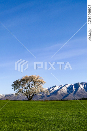 朝日に輝く名所の岩手県小岩井農場と一本桜 朝日に輝く名所の岩手県小岩井農場と一本桜 125696608