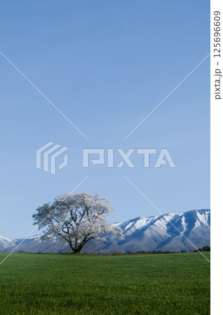 朝日に輝く名所の岩手県小岩井農場と一本桜 朝日に輝く名所の岩手県小岩井農場と一本桜 125696609