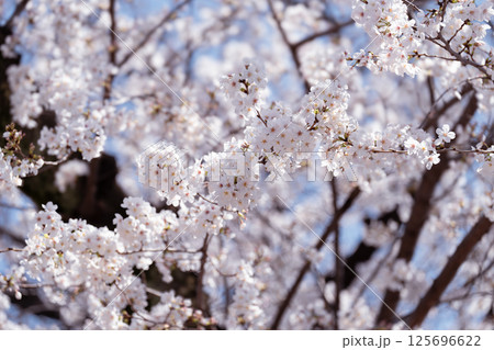 日本の美しい桜と鮮やかなバラの花 125696622