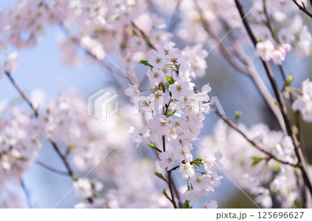 日本の美しい桜と鮮やかなバラの花 125696627