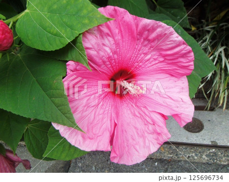 アメリカフヨウの大きな花 125696734