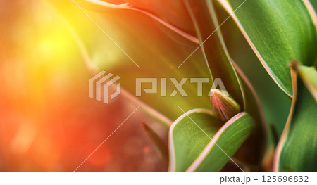 A close-up photo of small green tulip bud with red tip on a background of green leaves. Spring background A close-up photo of small green tulip bud with red tip on a background of green leaves. Spring background 125696832