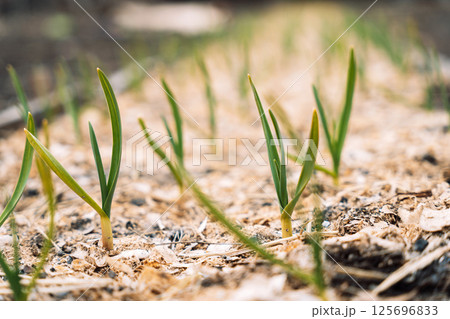 Green garlic grows in garden soil. Early spring Green garlic grows in garden soil. Early spring 125696833