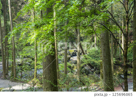 新緑の鍋ヶ滝　渓流 125696865