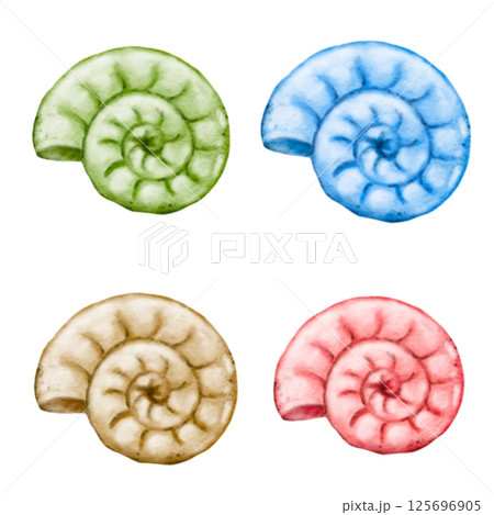 Colorful spiral shells arranged in four quadrants on a white background 125696905