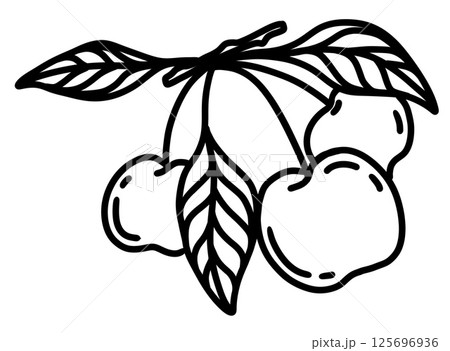 Fresh cherry branch with leaves showcasing ripe cherries in vibrant detail 125696936