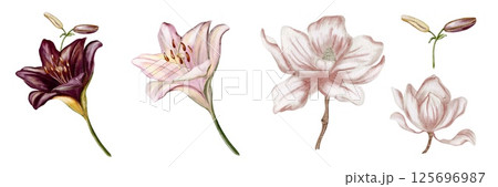 Beautiful watercolor lilies set with varying colors and styles on a white background 125696987
