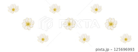 Cherry blossoms pattern for textile and wrapping design showcasing seamless floral elegance 125696993