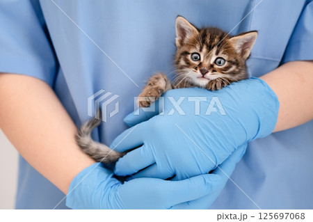 Veterinarian's hands in blue gloves holding cat Veterinarian's hands in blue gloves holding cat 125697068