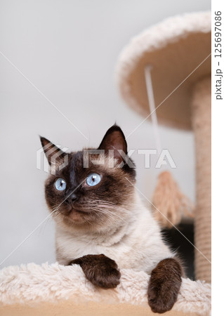 Portrait of a Siamese cat on a light background 125697086