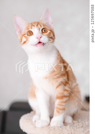 Cute red and white kitten on a light background Cute red and white kitten on a light background 125697088