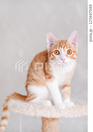 Cute red and white kitten on a light background 125697089