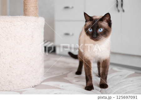Portrait of a Siamese cat on a light background Portrait of a Siamese cat on a light background 125697091
