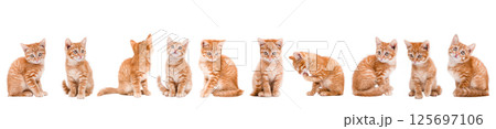 set Cute little red kitten banner isolated set Cute little red kitten banner isolated 125697106
