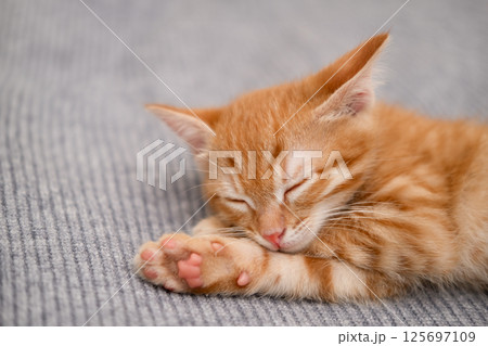 Cute little red kitten sleeping Cute little red kitten sleeping 125697109