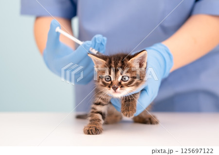 the vet gives an injection to a cat 125697122