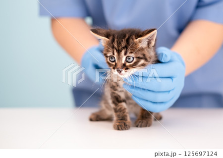 Veterinarian's hands in blue gloves holding kitten 125697124