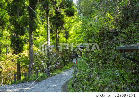 白川水源 白川吉見神社 参道 白川水源 白川吉見神社 参道 125697171