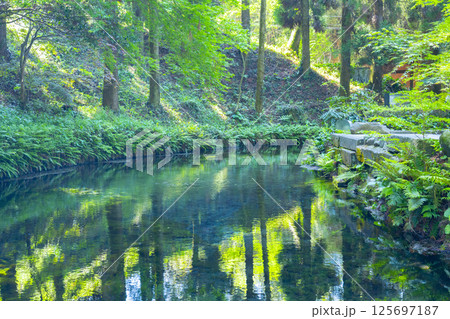 白川水源　清らかな湧水 125697187