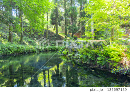 白川水源 清らかな湧水 白川水源 清らかな湧水 125697189