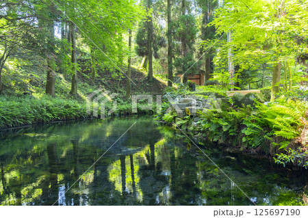 白川水源　清らかな湧水 125697190