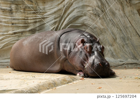 メスのカバさん 125697204