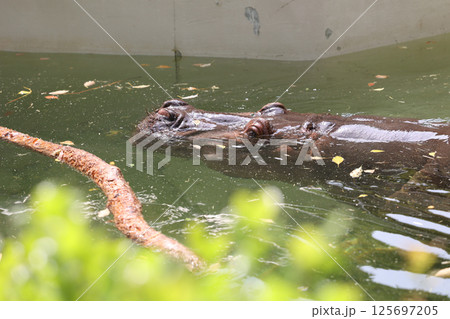 メスのカバさん 125697205