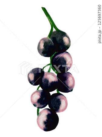 Blackcurrant watercolor pattern design for textile and wrapping paper Blackcurrant watercolor pattern design for textile and wrapping paper 125697360