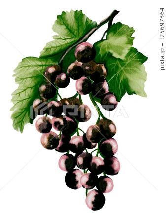Blackcurrant watercolor design for seamless textile and wrapping paper patterns 125697364