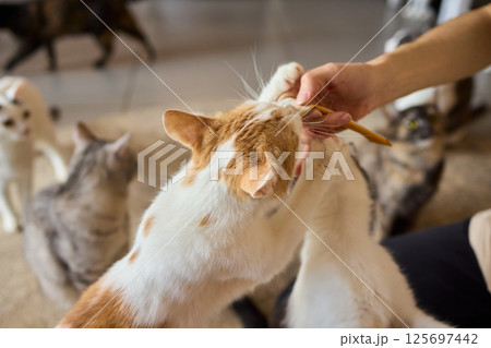 An adorable cat happily enjoying a tasty treat in the company of its favorite human friend 125697442