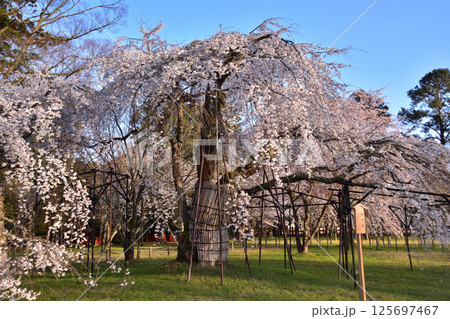 京都・上賀茂神社の御所桜 125697467