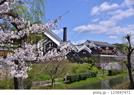 京都・伏見十石舟・月桂冠大倉記念館と桜 125697471