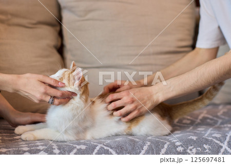 Enjoying some relaxing moments with cat massage therapy can bring great joy and comfort 125697481